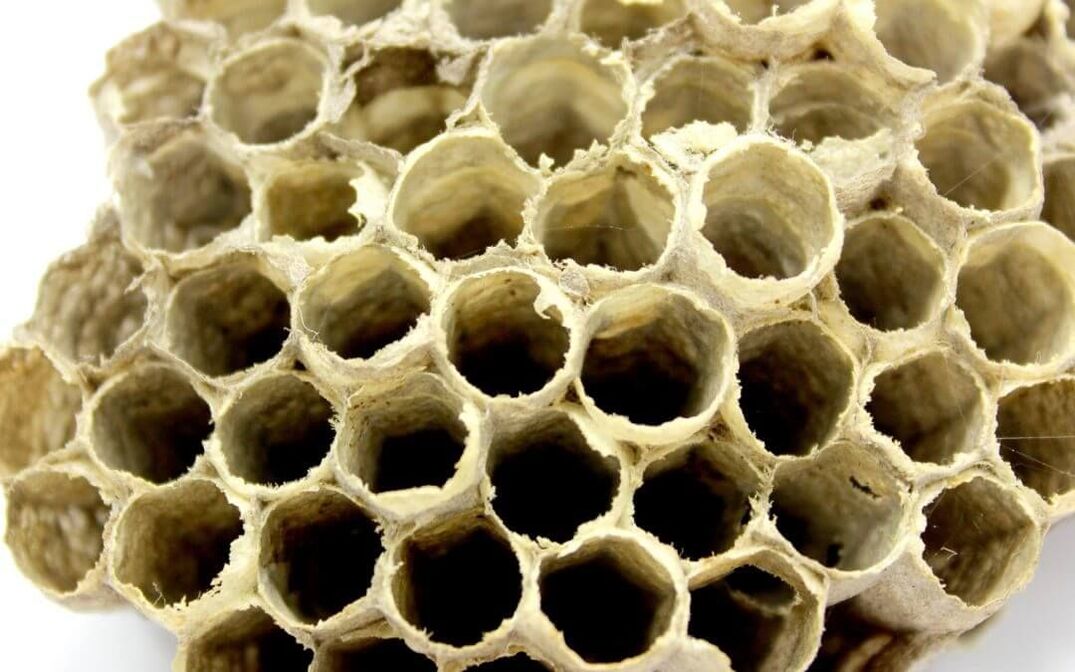 דבק דבורים להגברת העוצמה